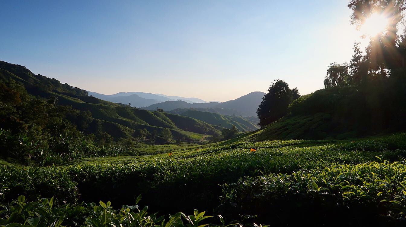 beautiful landscape of tea plantation in malaysia
